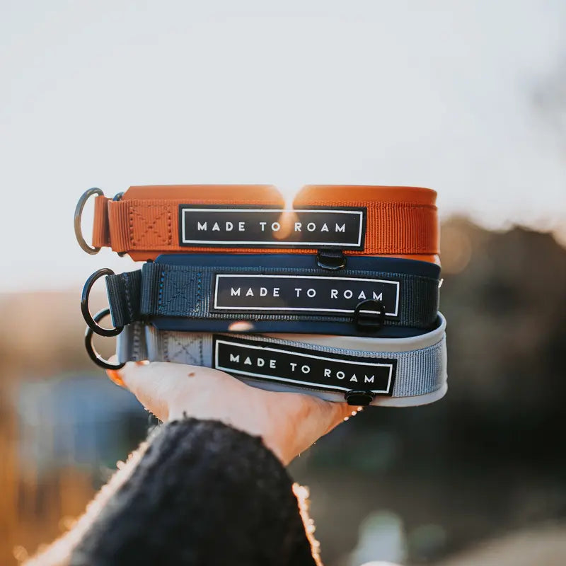 Daily Wear Collar